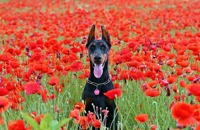 Großer Hund Großer Hund