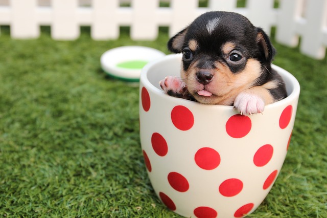 Kleiner Hund Kleiner Hund